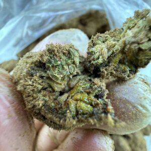 Exotic Weed - Image 4