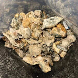 Buy Psychedelic Mushrooms - Image 2