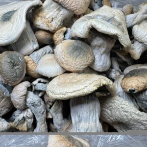 Buy Psychedelic Mushrooms - Image 3