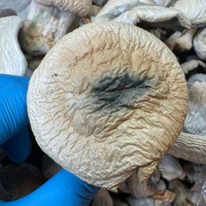 Buy Psychedelic Mushrooms - Image 4